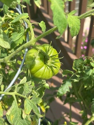 Tomato