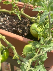 Tomato