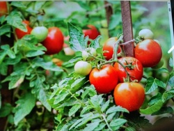 Tomato