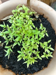 Tomato Seedling
