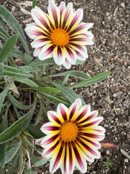 Treasure Flower