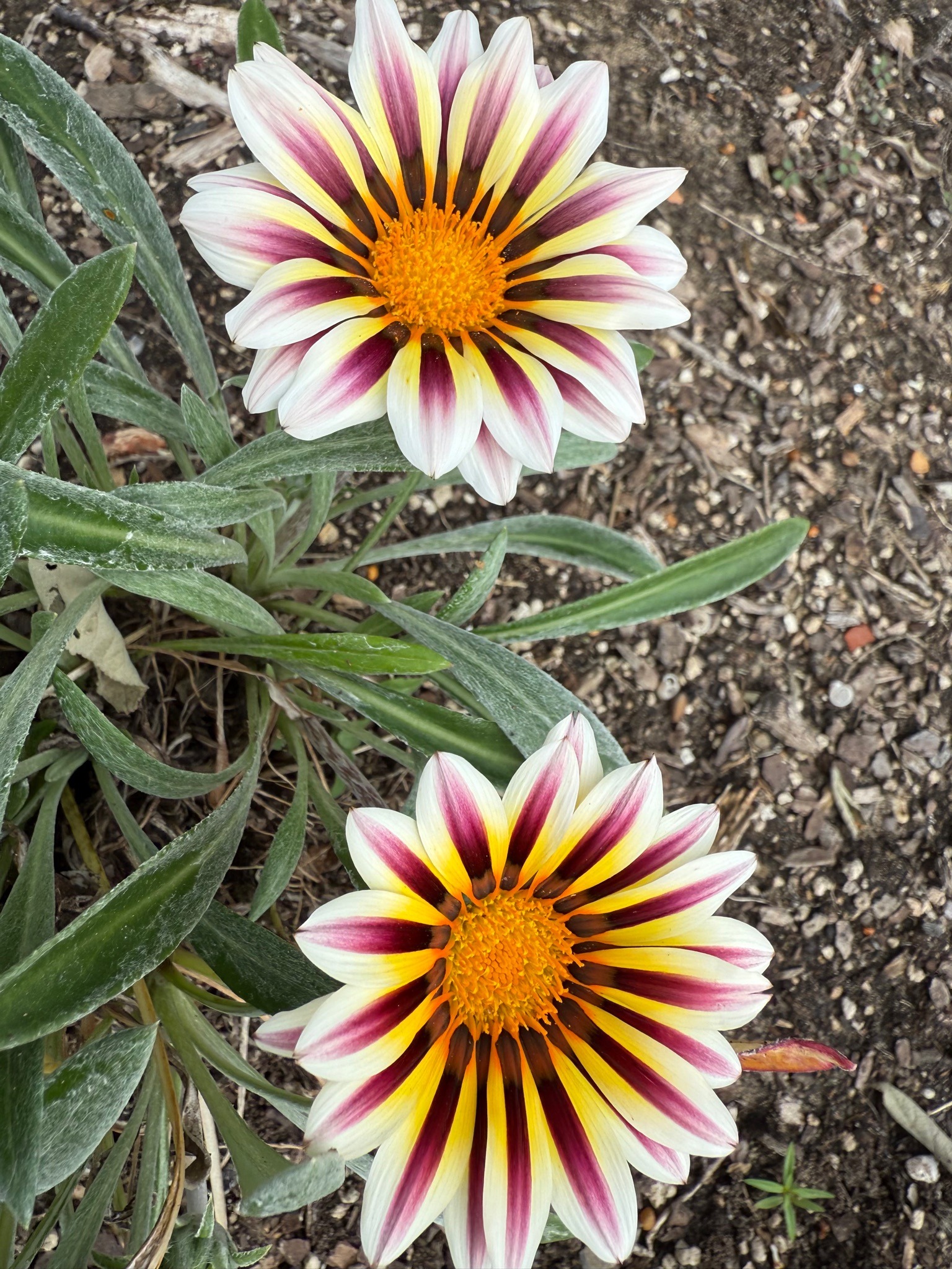 Treasure Flower