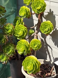 Tree Houseleek