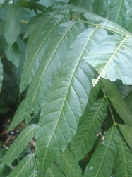 Tree of Heaven