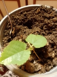 Tree seedling