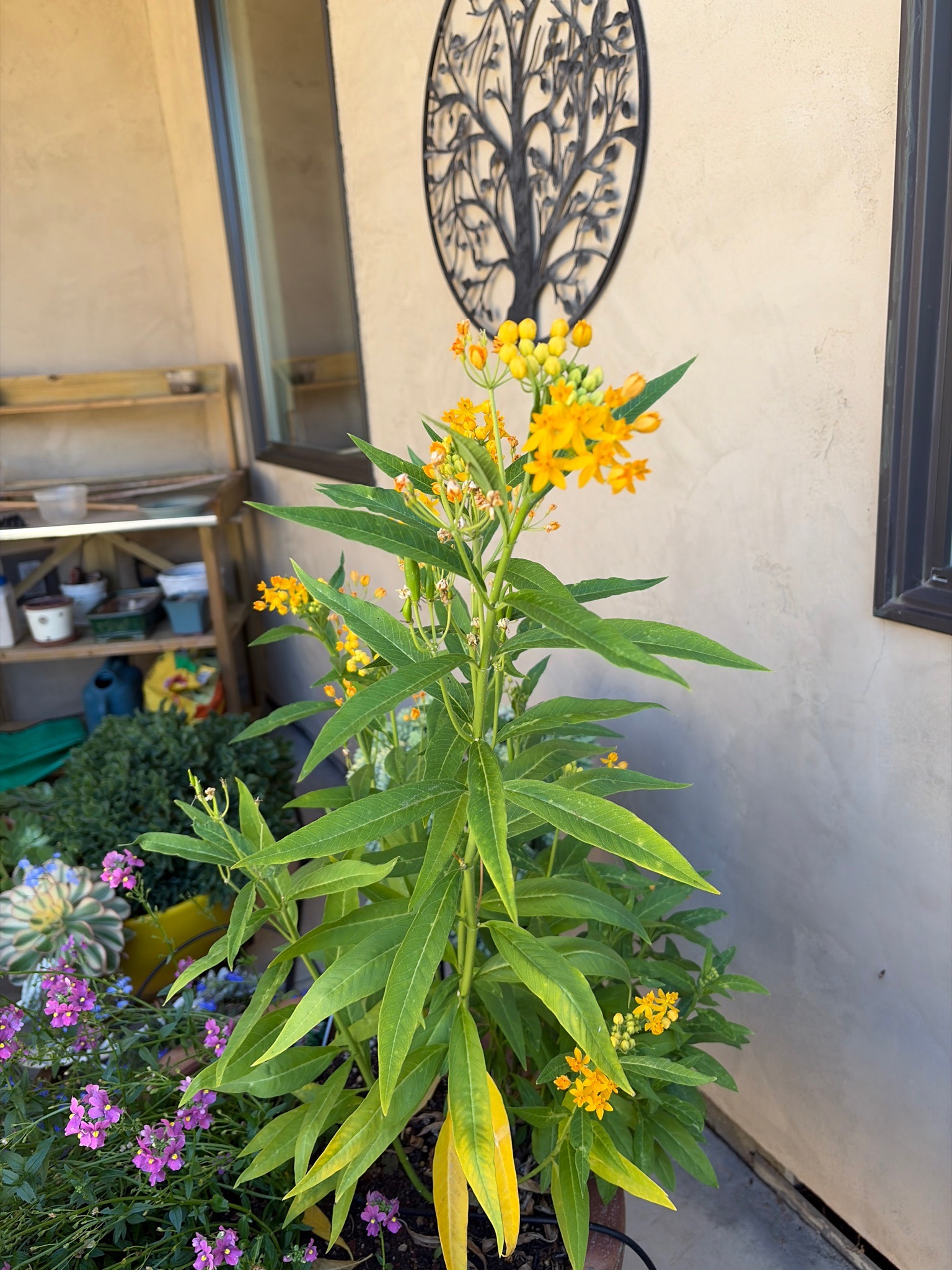 Tropical Milkweed