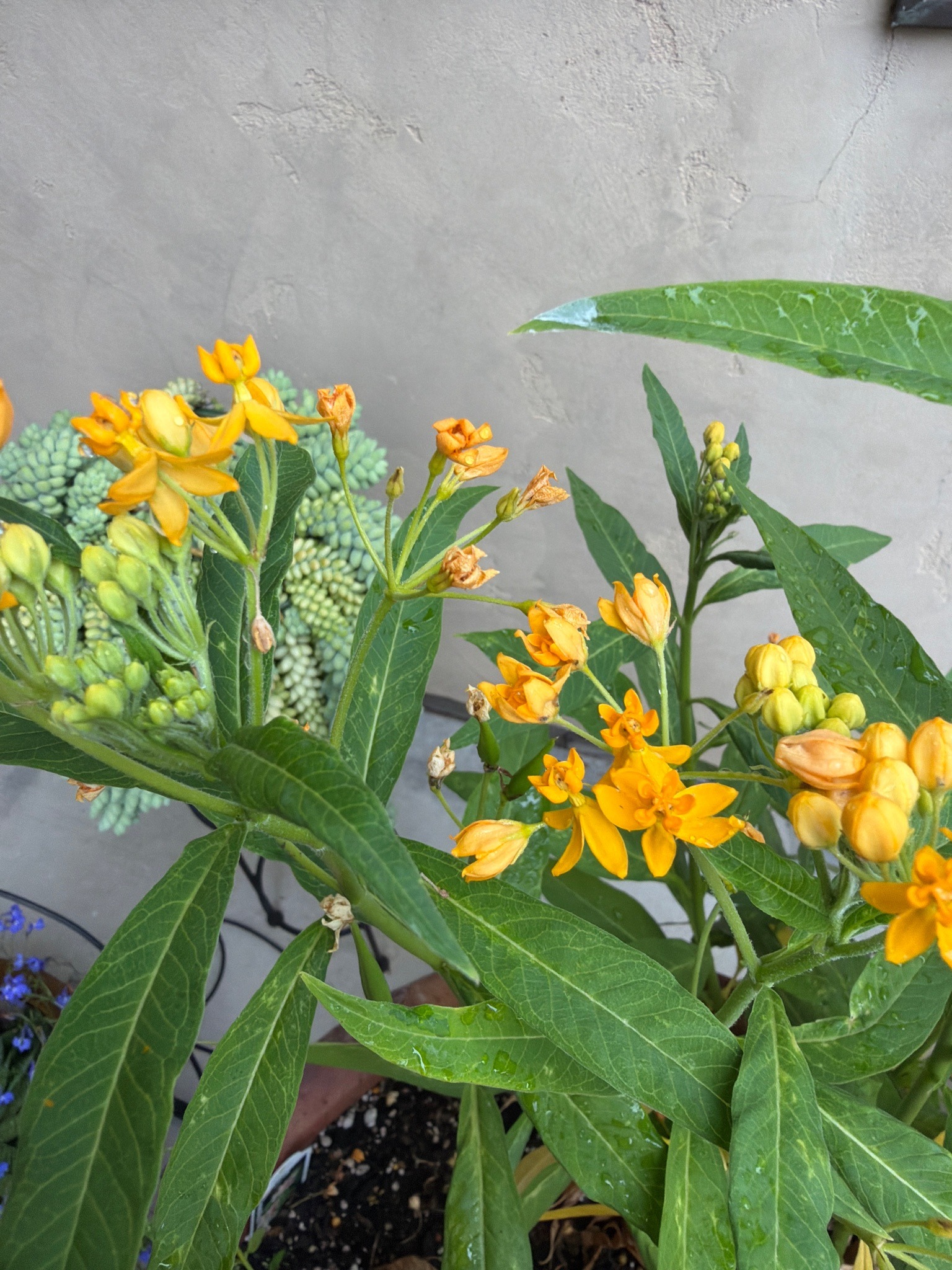 Tropical Milkweed
