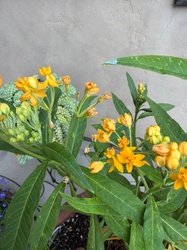 Tropical Milkweed