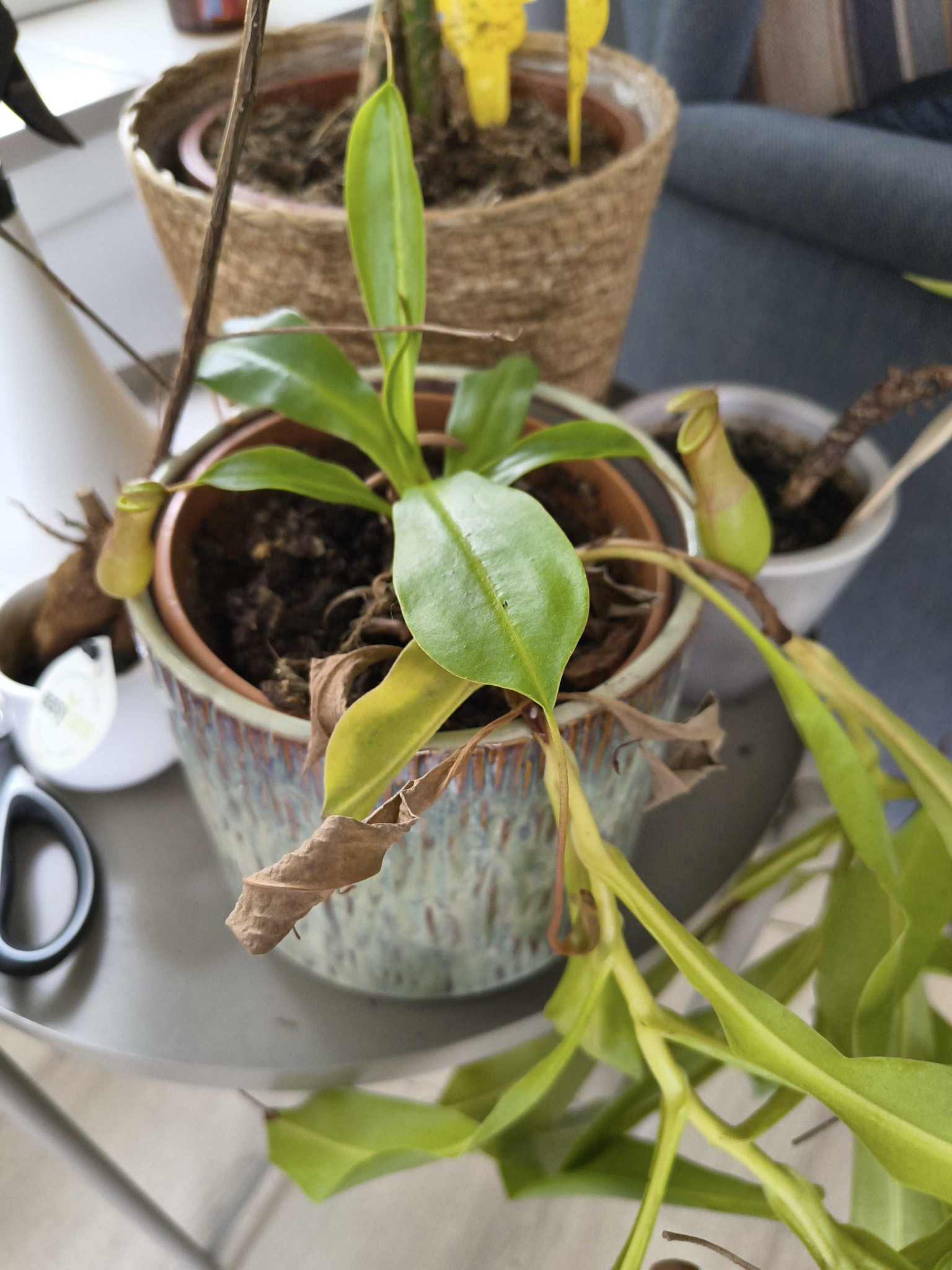 Tropical Pitcher Plant