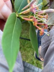 Trumpet Honeysuckle