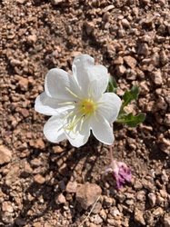 Tufted Evening Primrose
