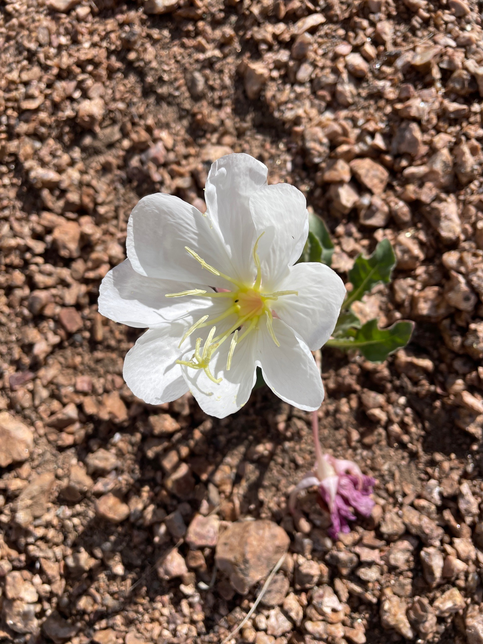 Tufted Evening Primrose