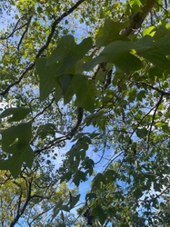 Tulip Tree