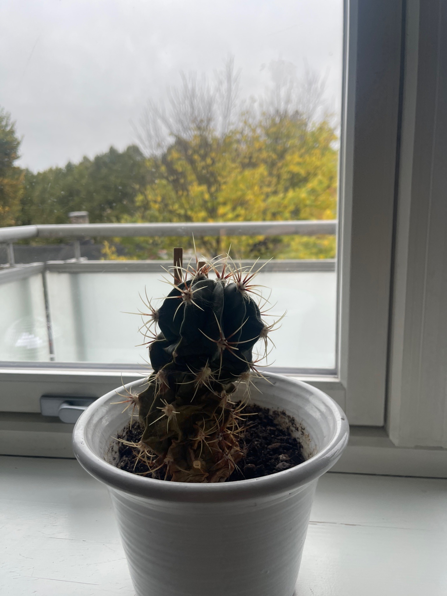 Turk's Cap Cactus