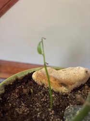 Unidentified Tree Seedling