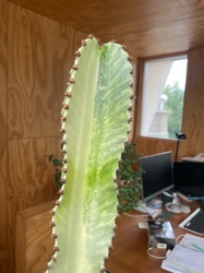 Variegated African Milk Tree