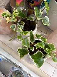 Variegated Cape Ivy