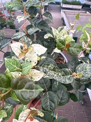 Variegated Creeping Fig