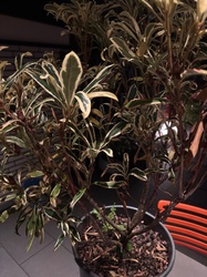 Variegated Japanese Pieris