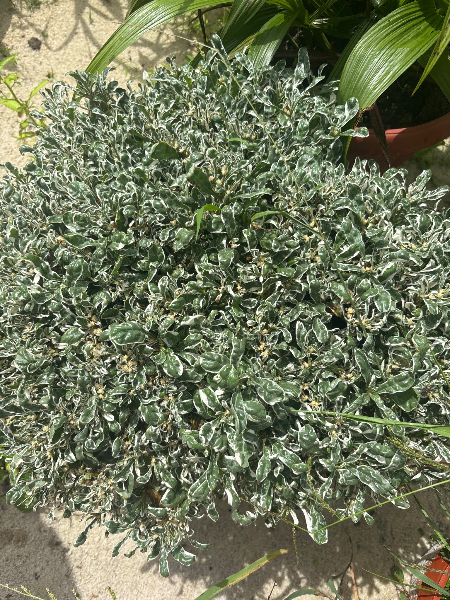 Variegated Joyweed