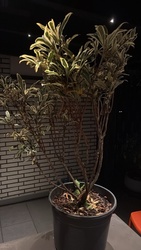 Variegated Pittosporum