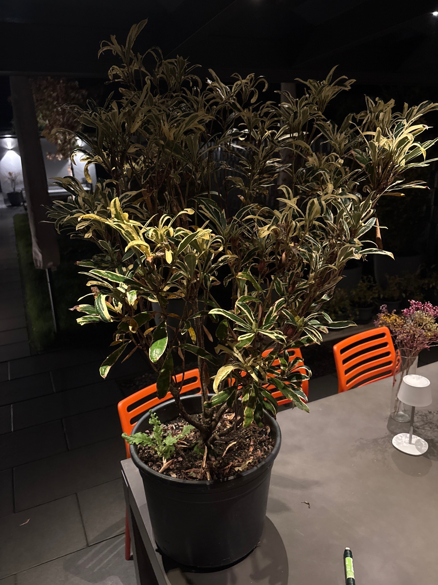 Variegated Pittosporum