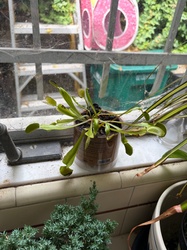 Venus Flytrap