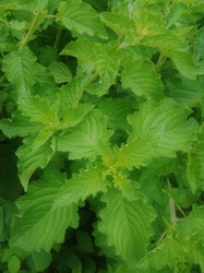 Vietnamese Balm