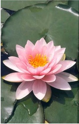 Water Lily
