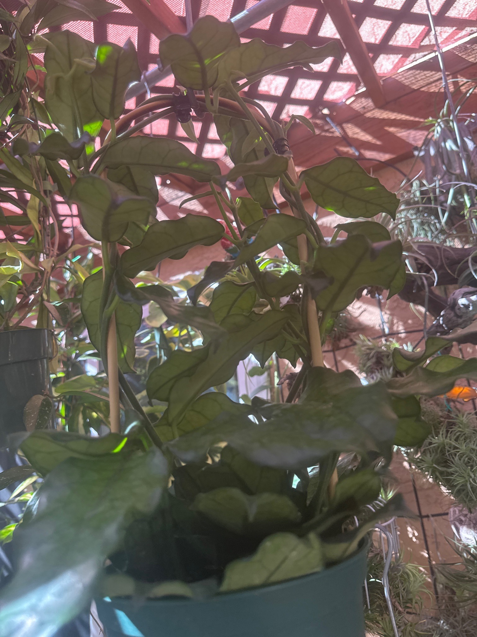 Wax Plant