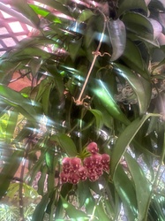 Wax Plant