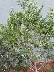 Weeping Bottlebrush