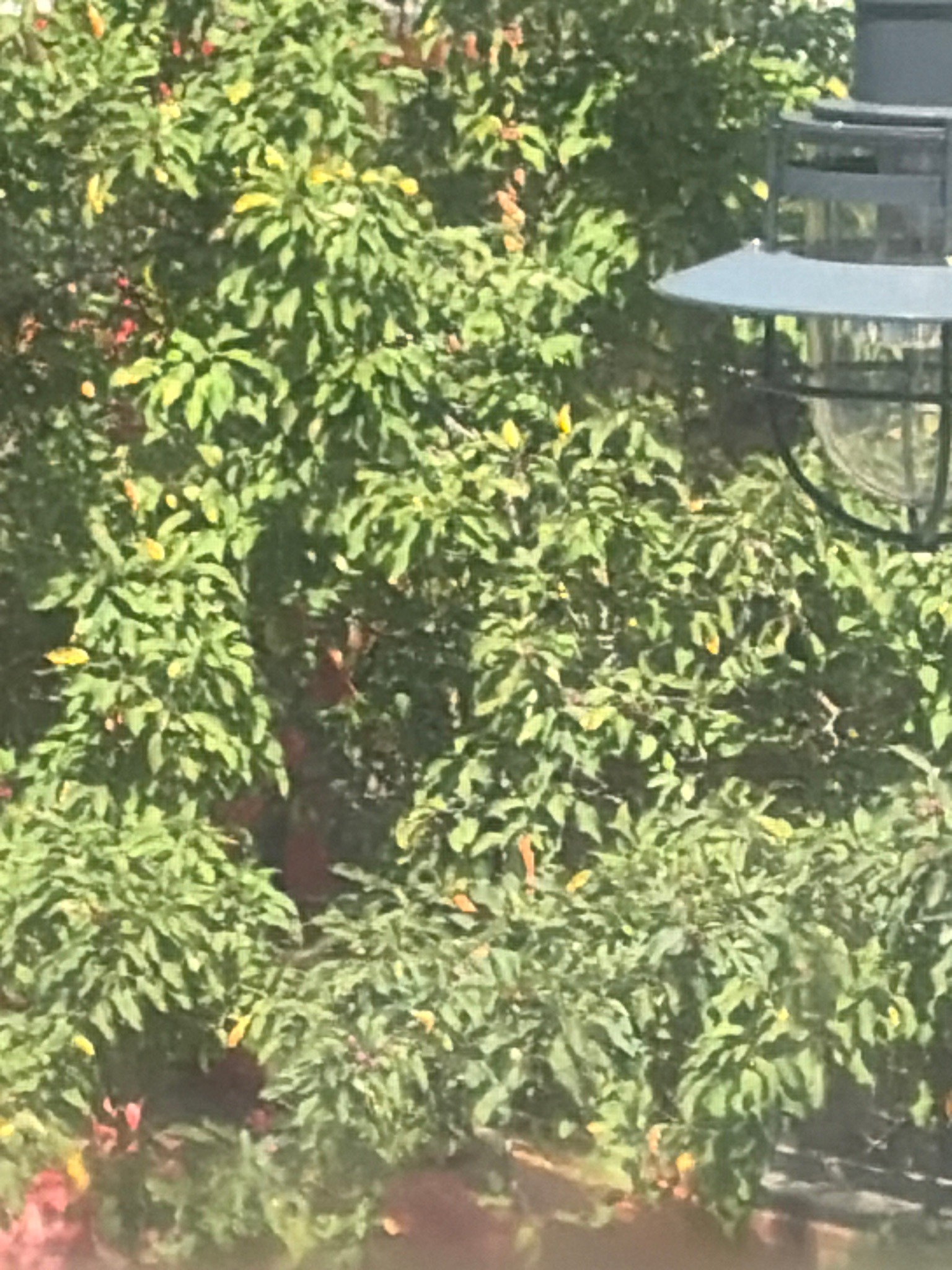 Weeping Fig