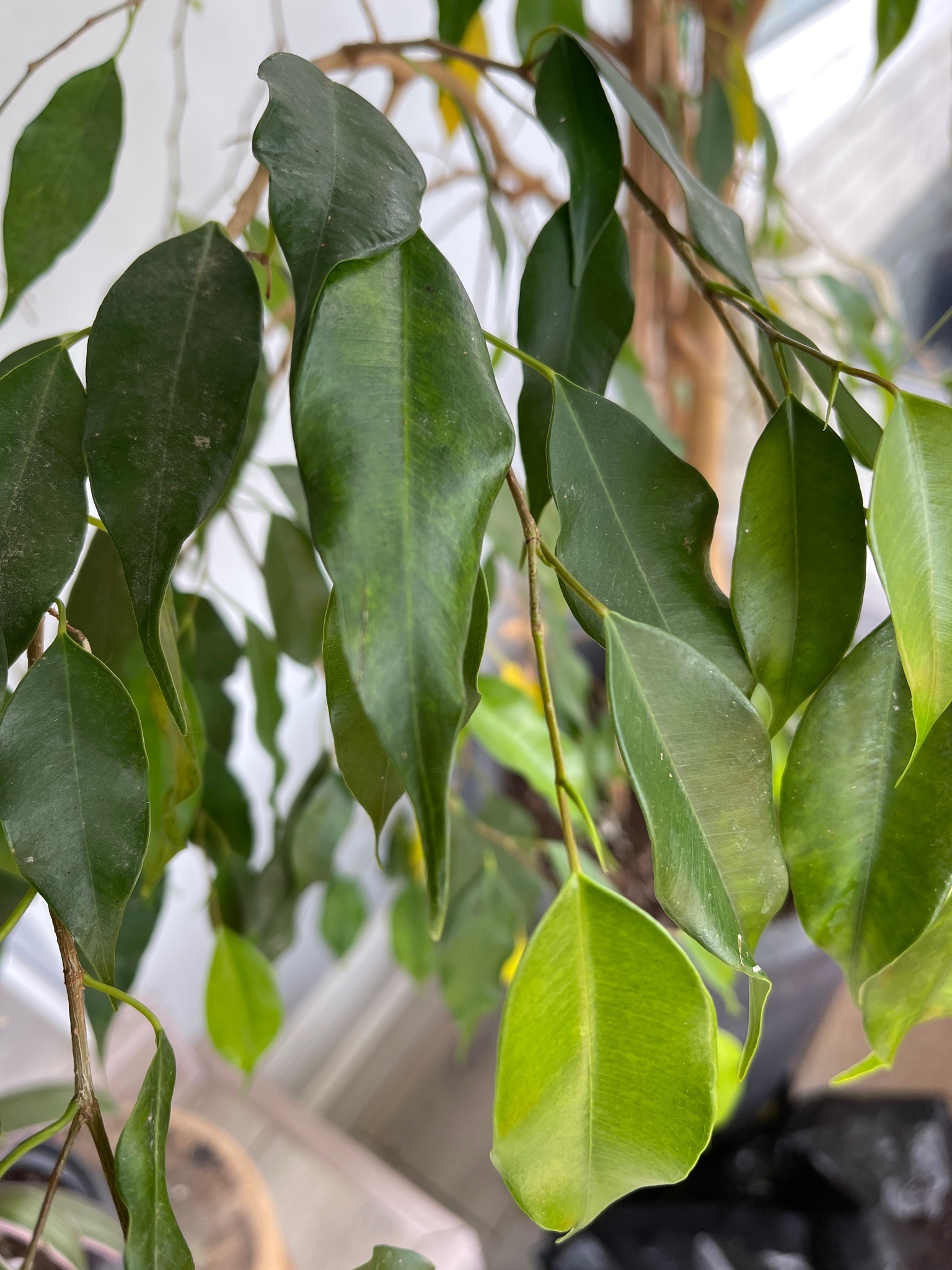 Weeping Fig