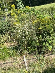 White Aster