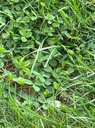 White Clover