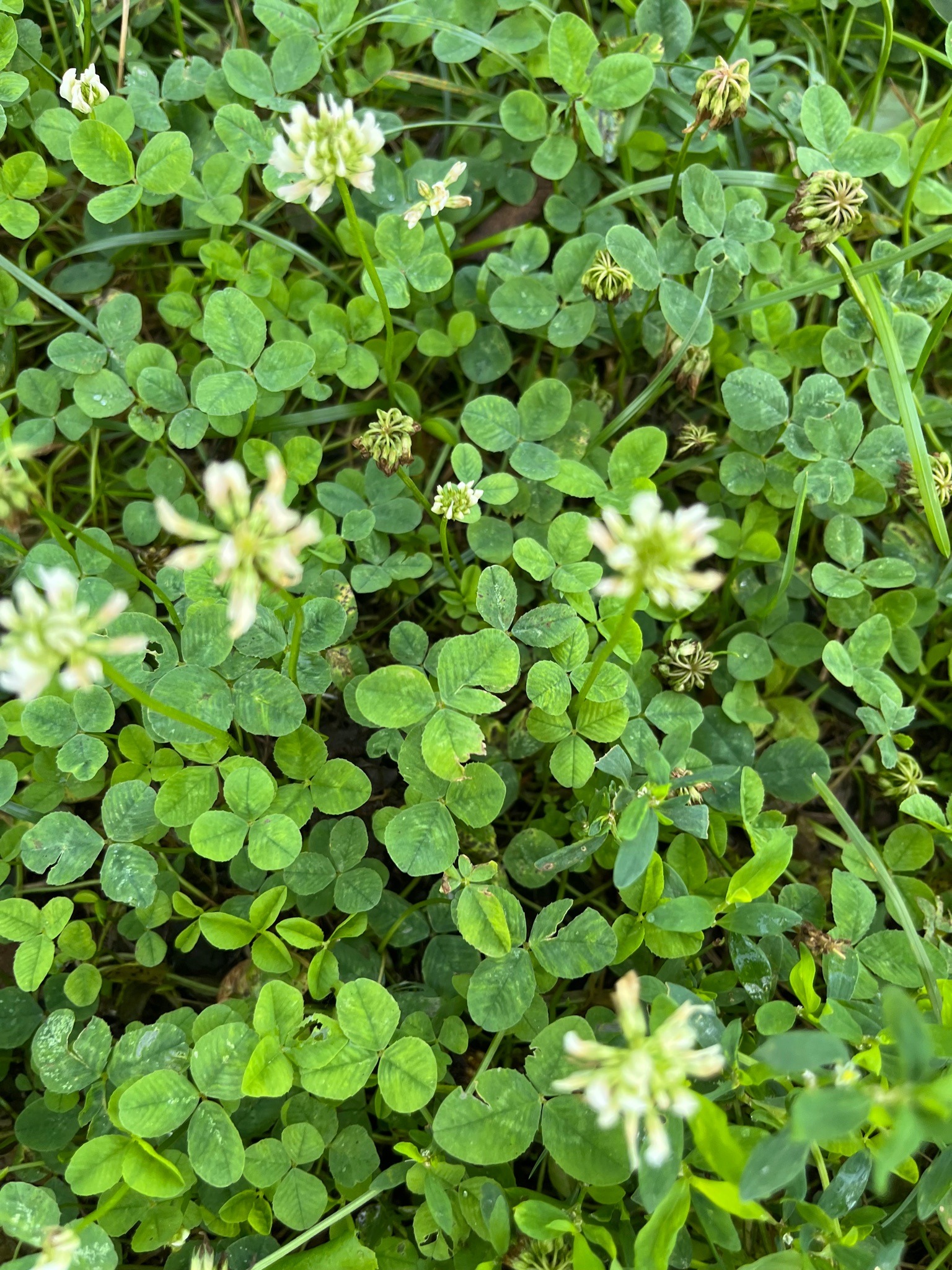 White Clover