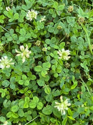 White Clover