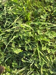 White Clover