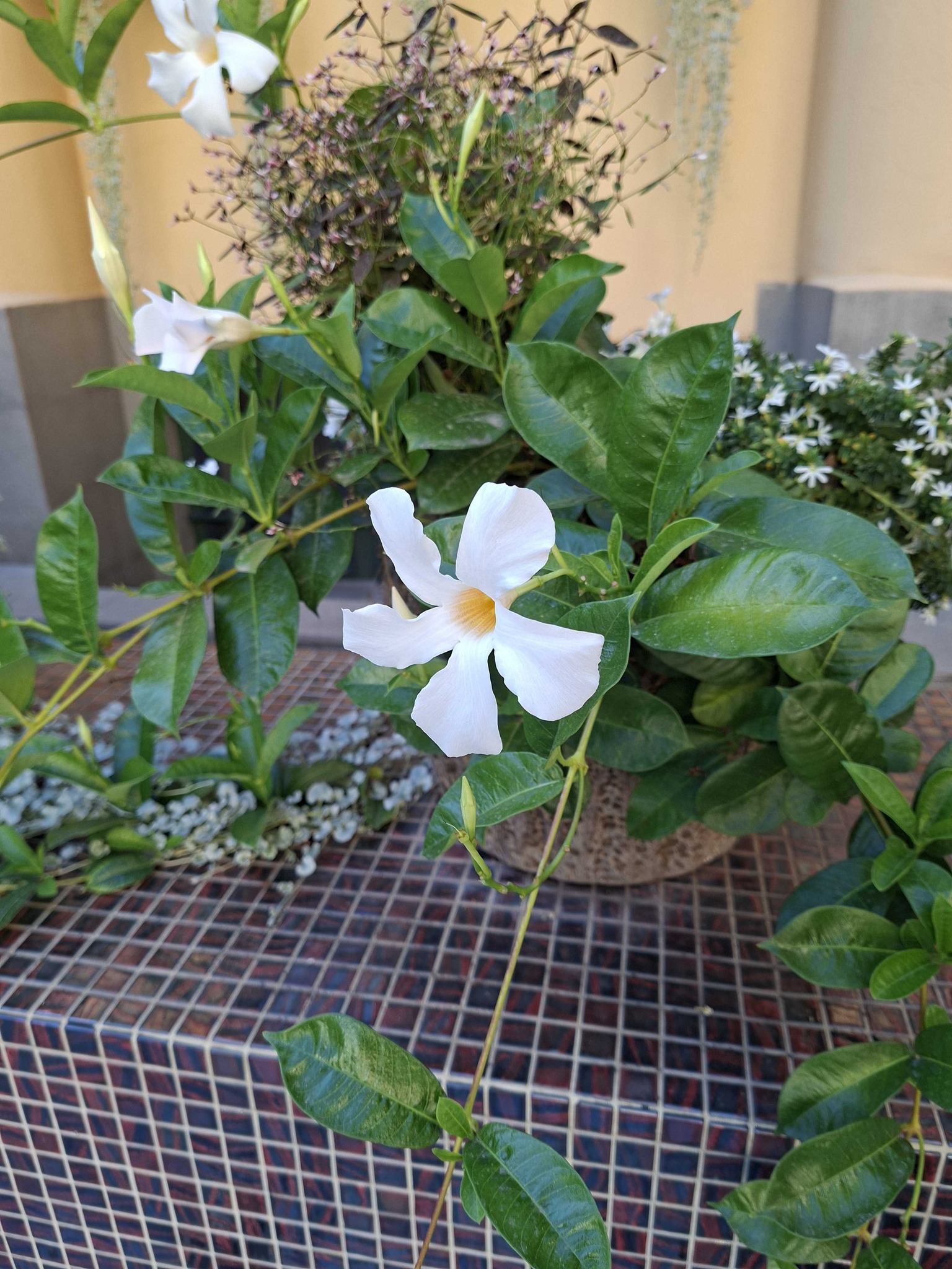 White Mandevilla
