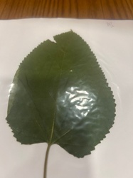 White Mulberry