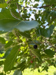 White Mulberry