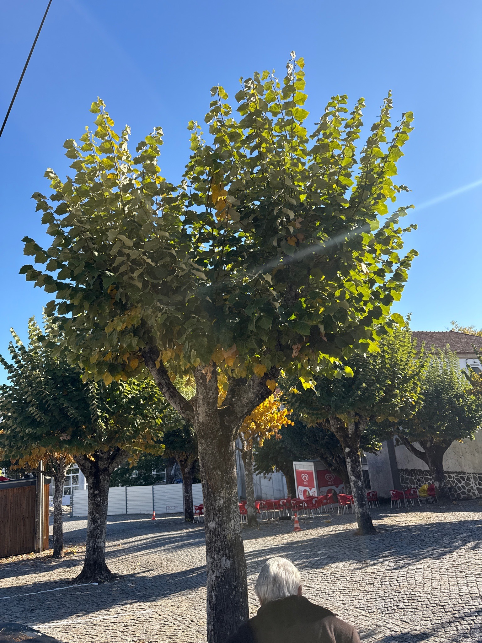 White Mulberry