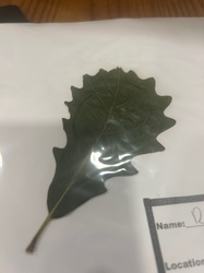 White Oak