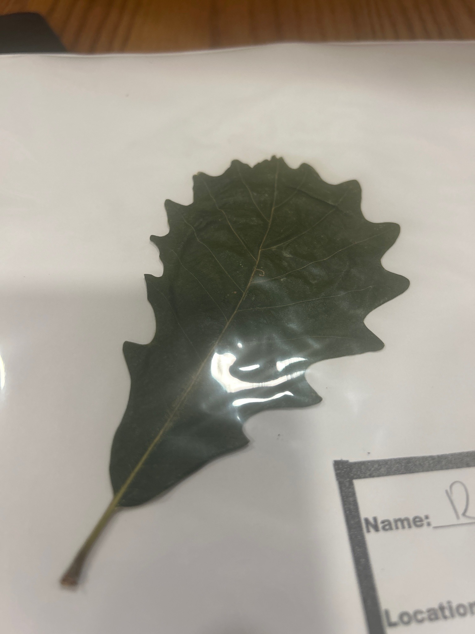 White Oak