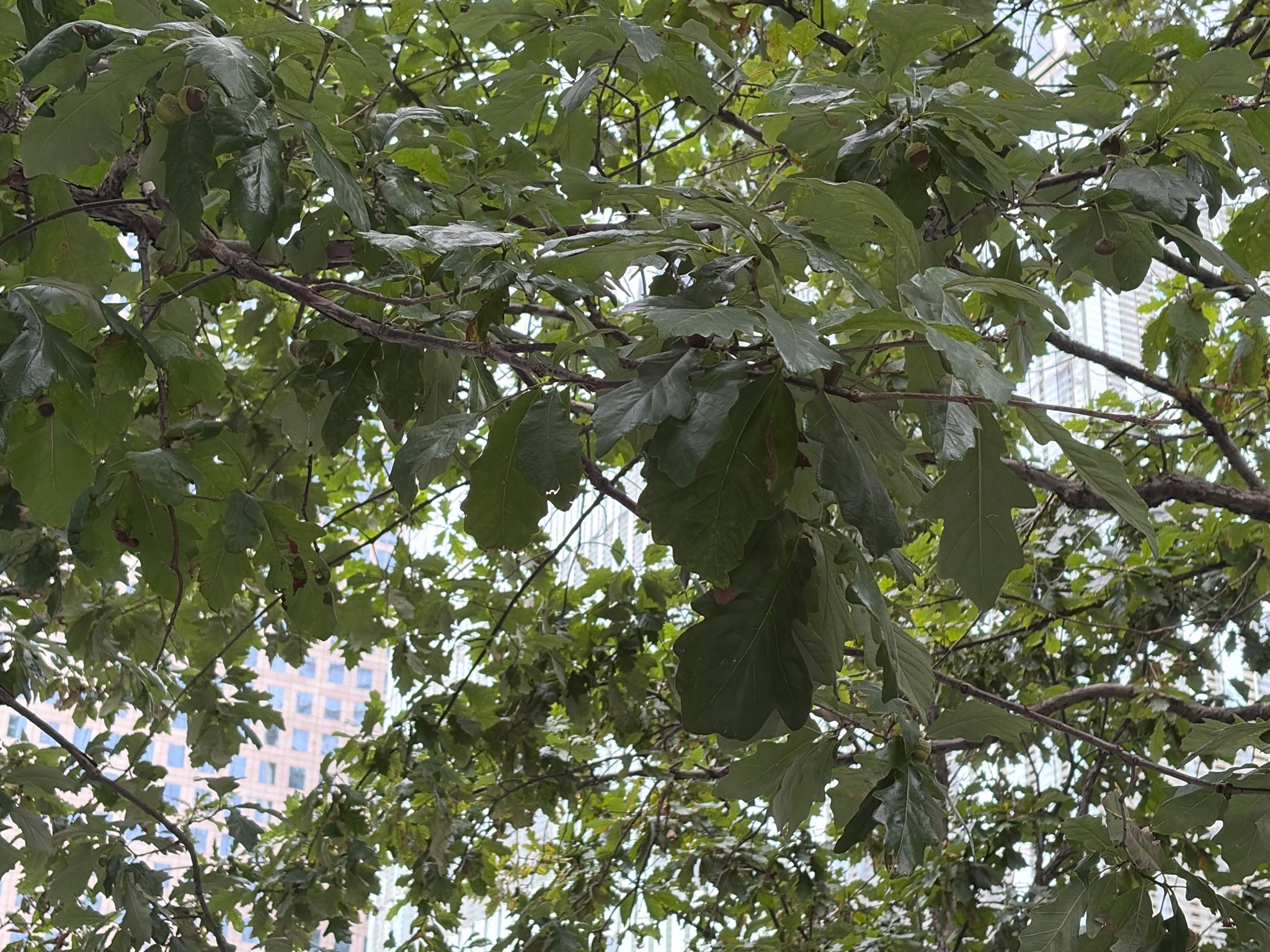 White Oak
