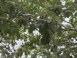 White Oak