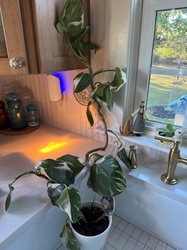 White Princess Philodendron