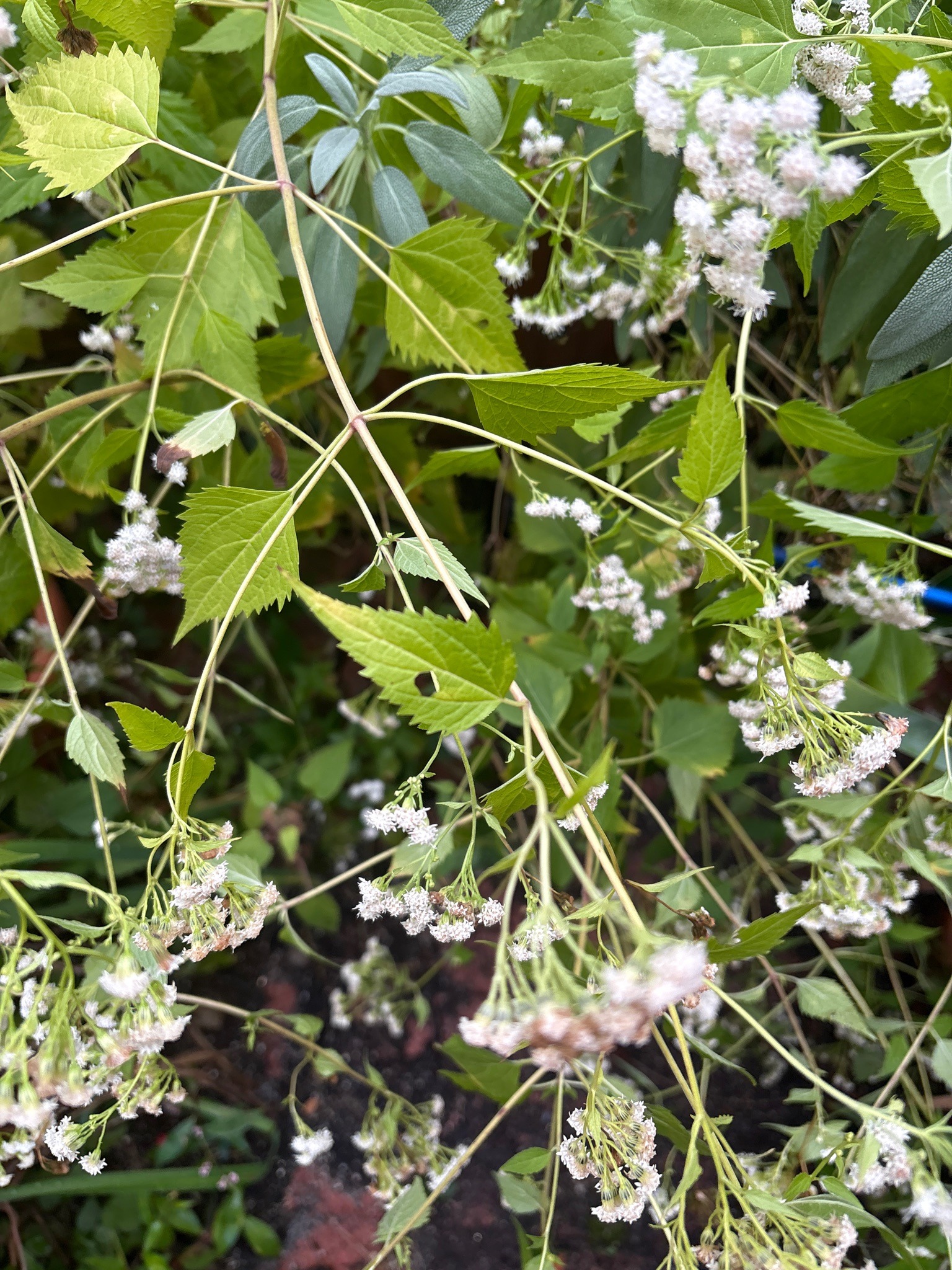 White Snakeroot