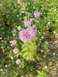 Wild Bergamot